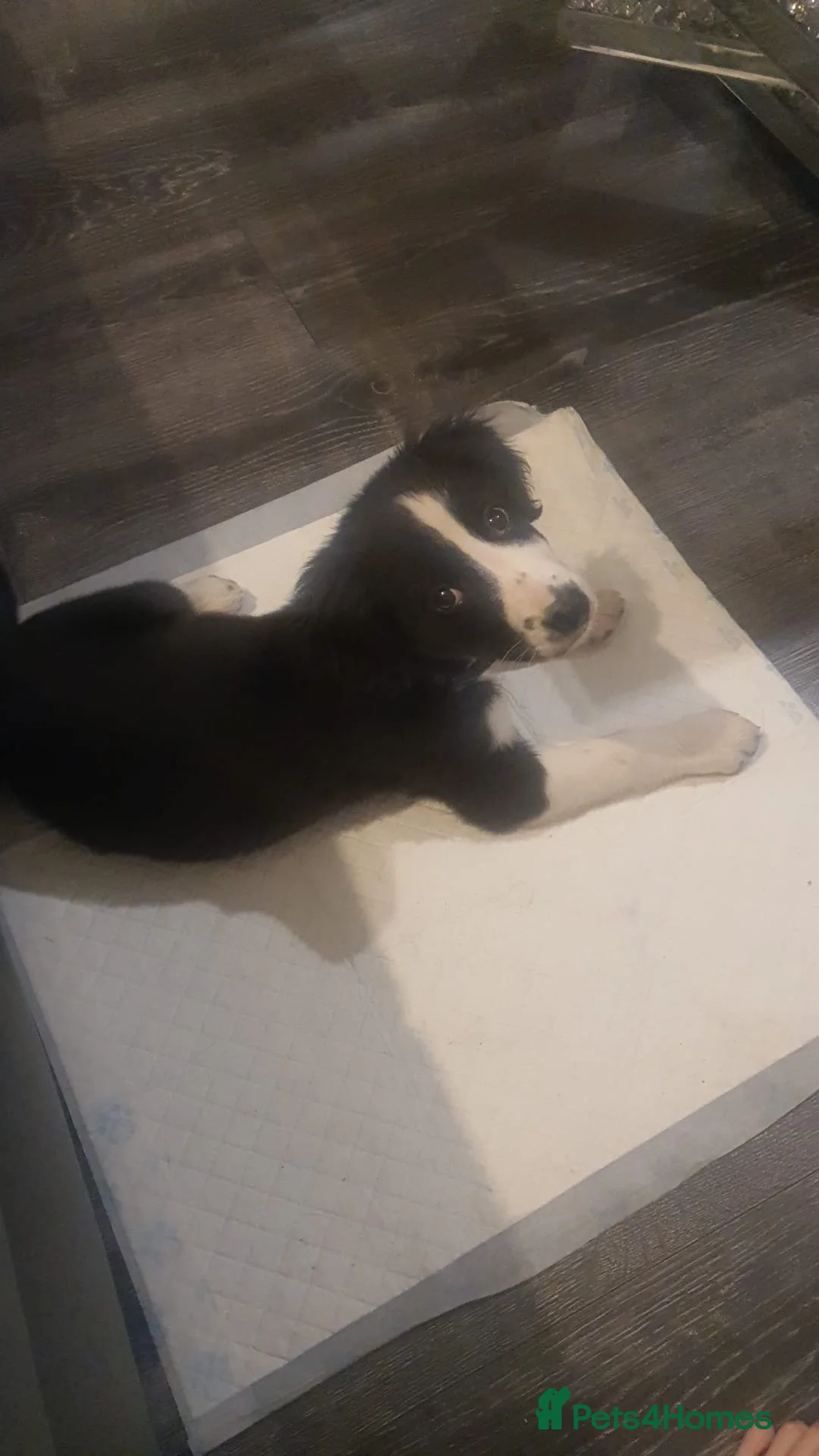 Border Collie dogs for sale: Border collie  - Advert 2