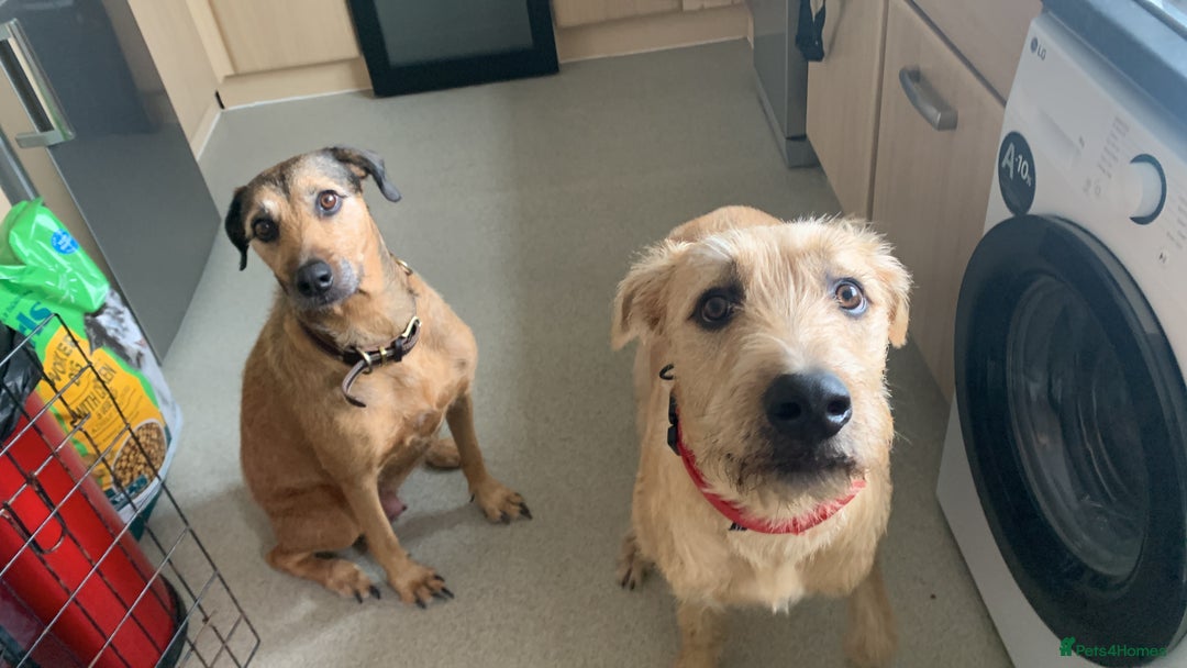 Mixed Breed dogs for sale: Lurcher - Advert 4