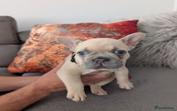 French Bulldog dogs for sale: Gorgeous French Bulldog Puppies Ready to Leave! - Image 6