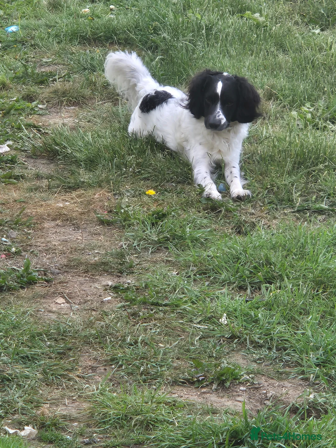 Cockapoo dogs for sale: Cocker spaniel x cockerpoo  - Advert 1