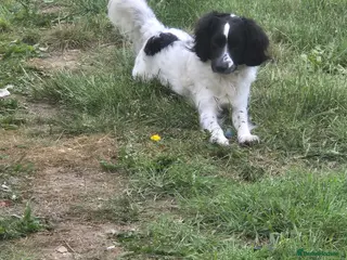 Cockapoo dogs Cocker spaniel x cockerpoo - Advert 1