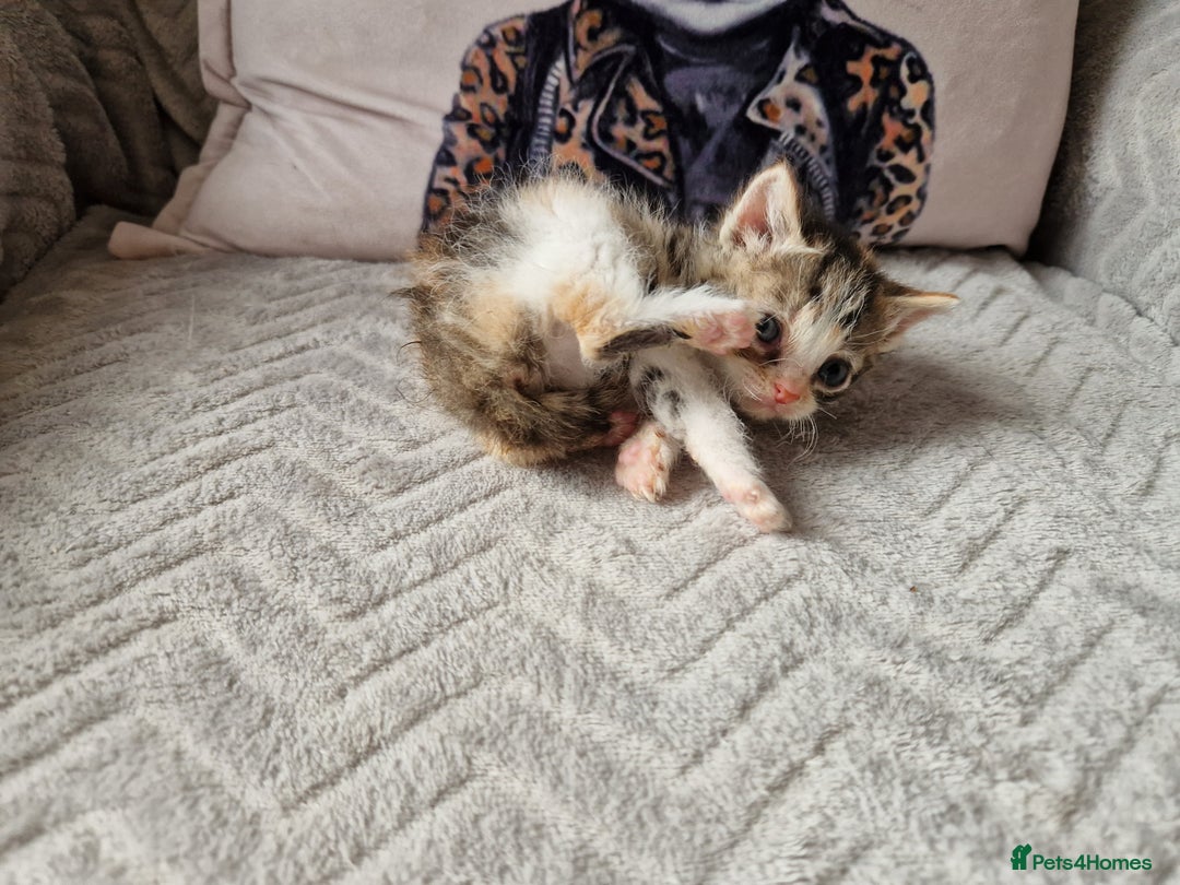 Mixed Breed cats for sale: Calico kittens. 1 girl 1 boy left - Image 1