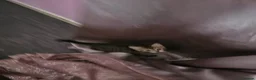 Mixed Breed cats for sale: Part Bengal kittens - Advert 13