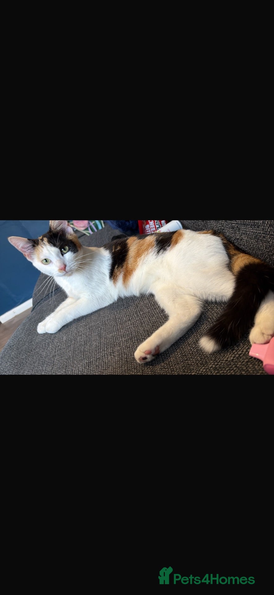 Mixed Breed cats Kittens - Advert 1