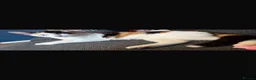 Mixed Breed cats for sale: Kittens - Advert 1