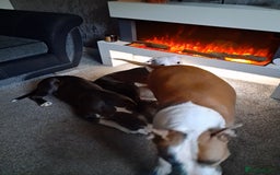 American Bull Staffy dogs for sale: 'Dodge' (boy) - Image 5