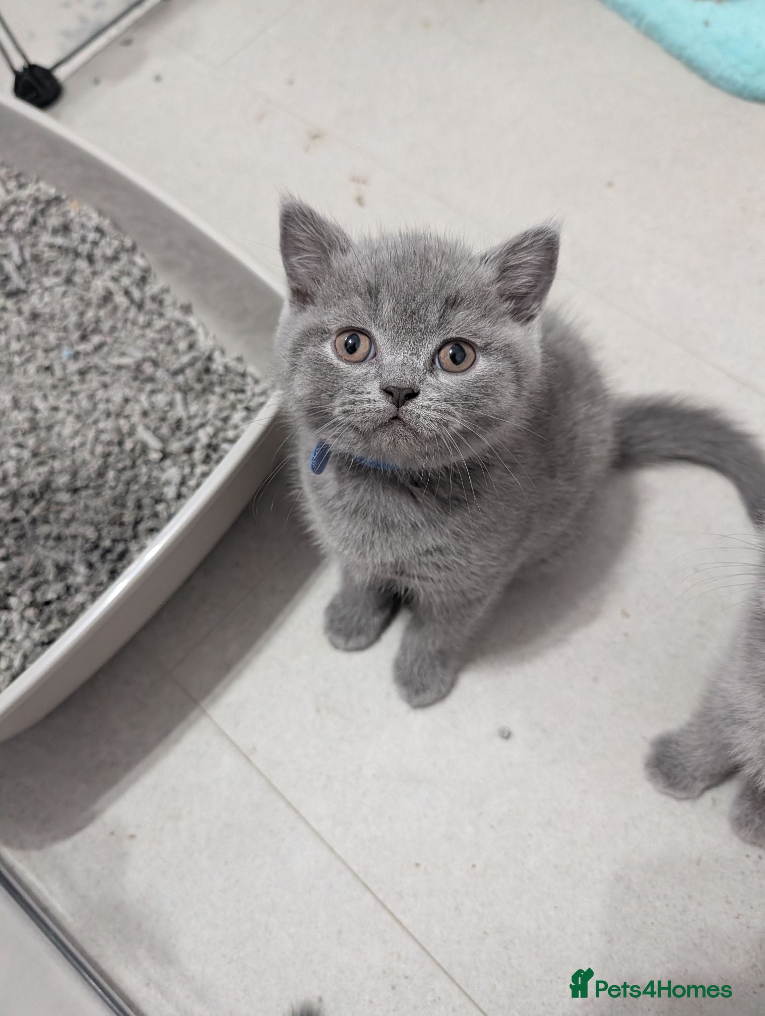British Shorthair cats READY TO LEAVE! British Shorthaired Kittens 😺🐾 - Advert 1