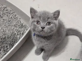 British Shorthair cats READY TO LEAVE! British Shorthaired Kittens 😺🐾 - Advert 1