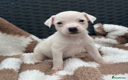 Jack Russell dogs for sale: 5 true to type jack russels  - Image 6