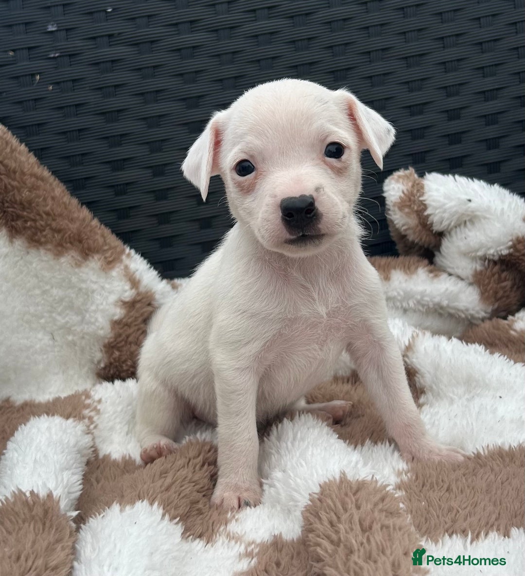 Jack Russell dogs for sale: 5 true to type jack russels  - Image 6