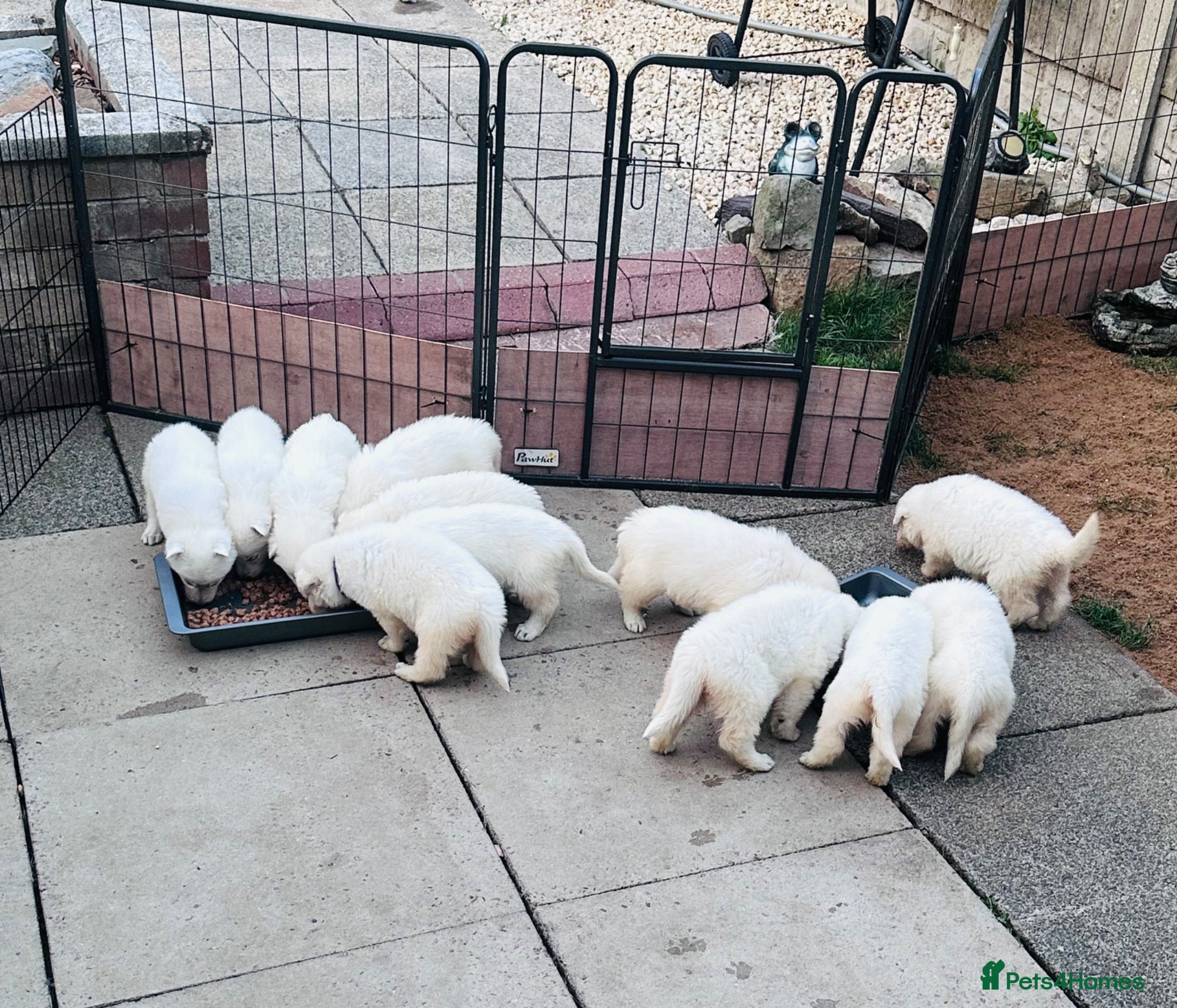 White Swiss Shepherd dogs 🏆KC White Swiss Shepherd pups Champion Bloodline - Advert 2