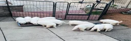 White Swiss Shepherd dogs for sale: 🏆KC WSS Champion Bloodline stunning puppies - Advert 3