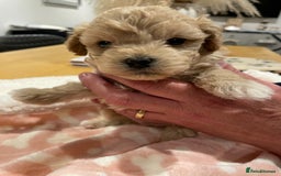 Maltipoo dogs for sale: We have six beautiful Malti-Poo’s - Image 16