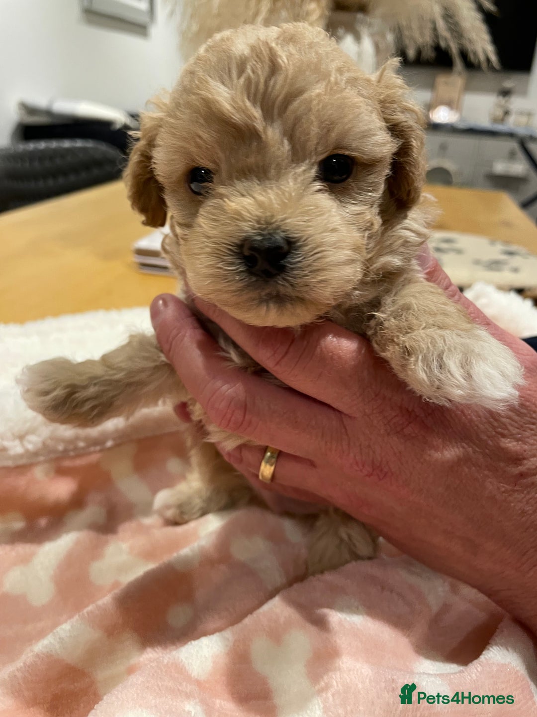 Maltipoo dogs for sale: We have six beautiful Malti-Poo’s - Image 16