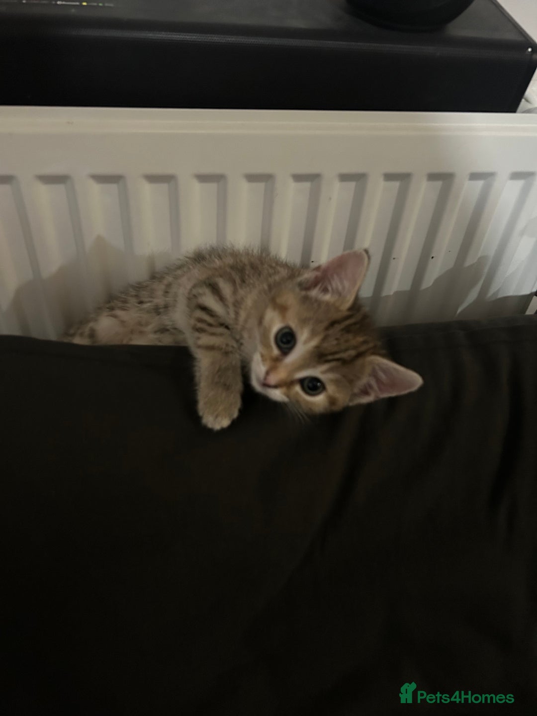 Mixed Breed cats for sale: 3 kittens for sale - Advert 7