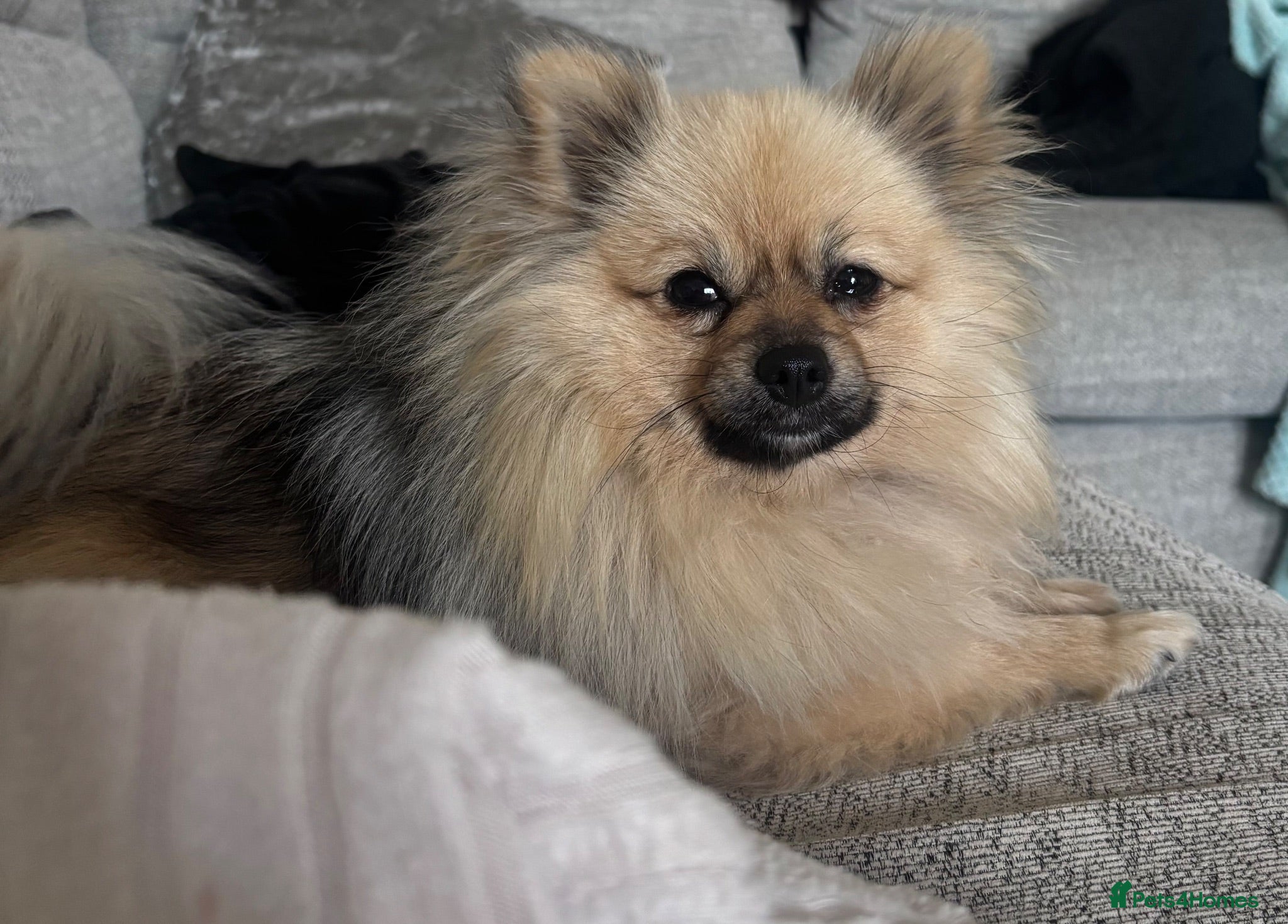 Pomeranian dogs Gorgeous litter of Pom puppy's  - Advert 6