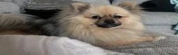 Pomeranian dogs for sale: Gorgeous litter of Pom puppy's  in Kettering - Advert 1