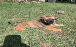 Mixed Breed dogs for sale: Beautiful Dachshund x Pekingese little girl - Image 6