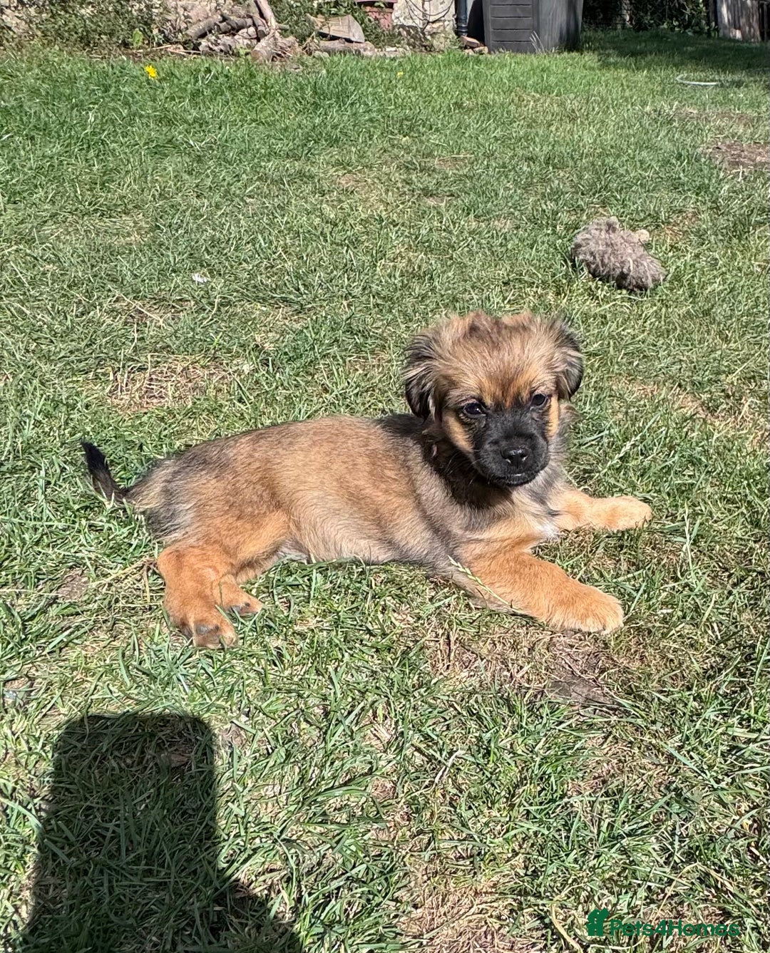 Mixed Breed dogs for sale: Beautiful Dachshund x Pekingese little girl - Image 6