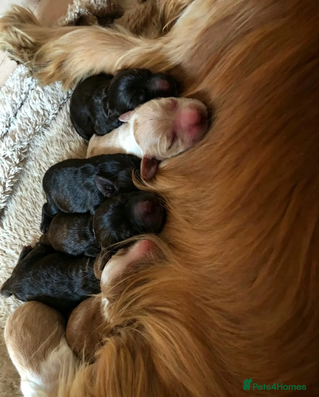 Cockapoo dogs for sale: Looking for forever homes  - Advert 2