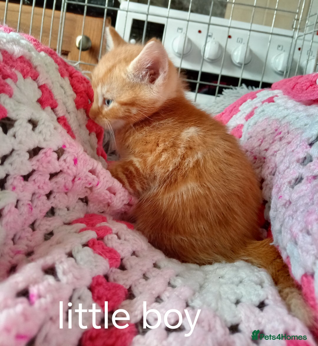 Mixed Breed cats for sale: Blue, eyed baby's  - Image 9
