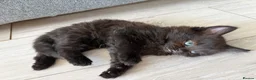 Mixed Breed cats for sale: Beautiful mixed-breed kittens! - Advert 5