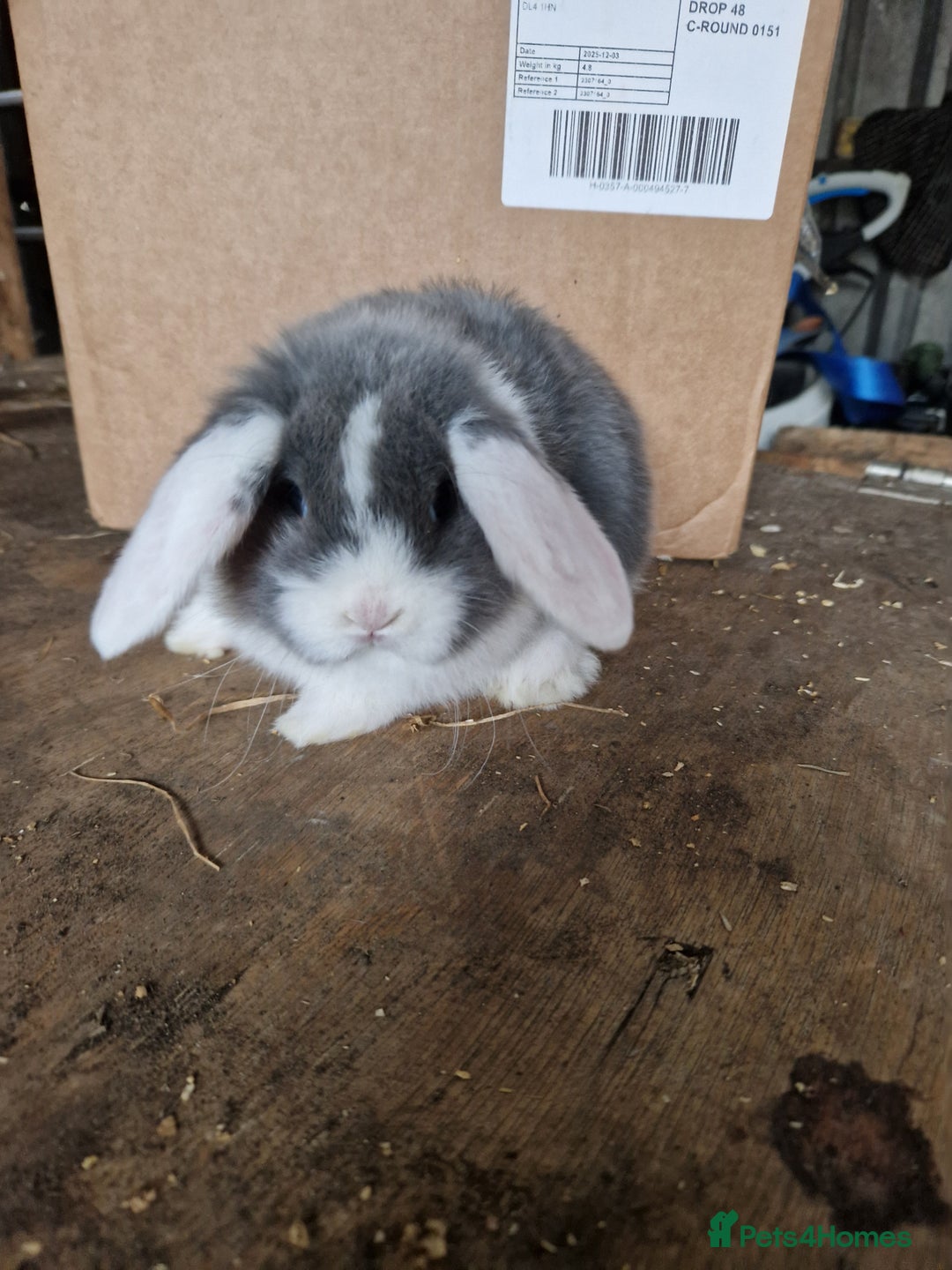 Mini Lop rabbits for sale: Baby mini lops  - Advert 2
