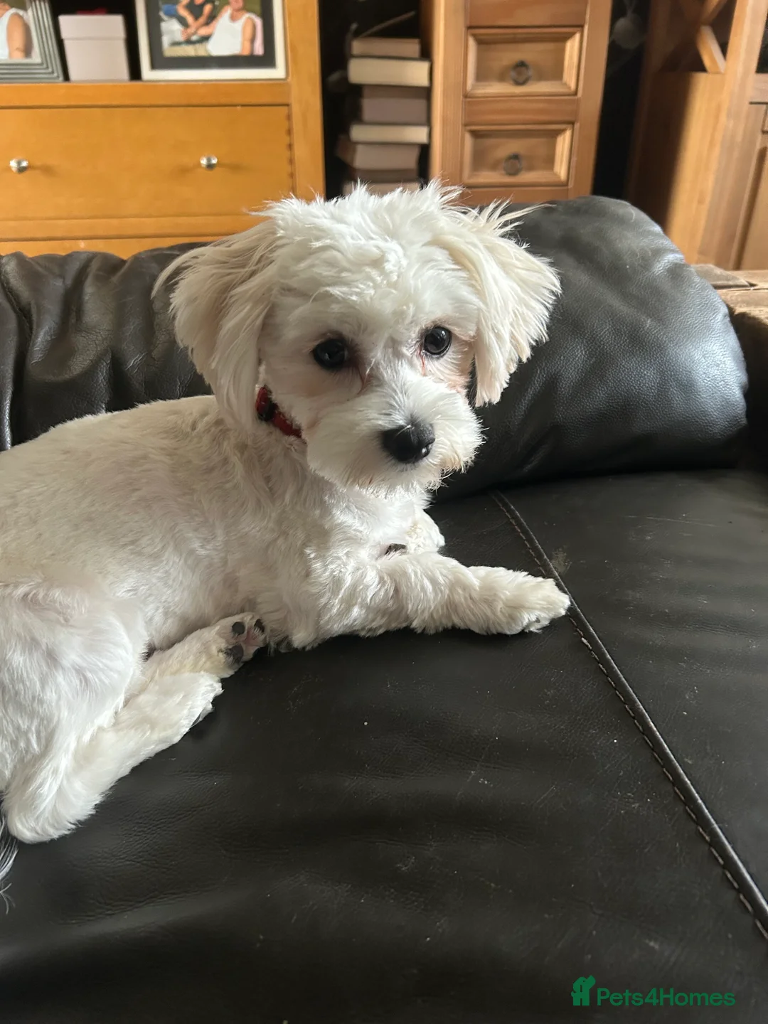 Mixed Breed dogs for sale: Gladys is looking for a new home  - Advert 6