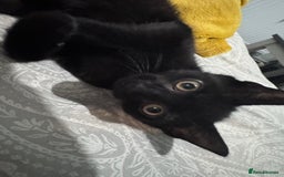 Domestic Shorthair cats for sale: Male black kitten - Image 6