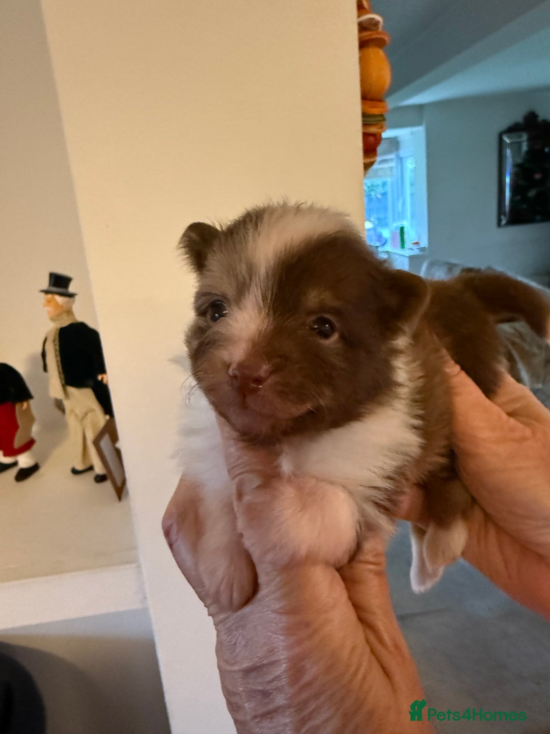 Pomeranian dogs for sale: BEAUTIFUL K.C REGISTERED POMERANIAN PUPPIES  - Advert 5