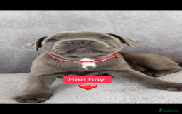 Staffordshire Bull Terrier dogs for sale: Blue Staffordshire bull terrier  - Image 10
