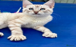 Savannah cats for sale: Breath taking rare girl - Image 7