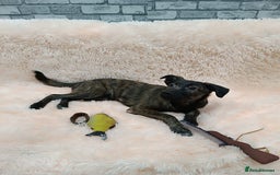 Mixed Breed dogs for adoption: 💙🐶 MILO 🐶💙 - Image 13