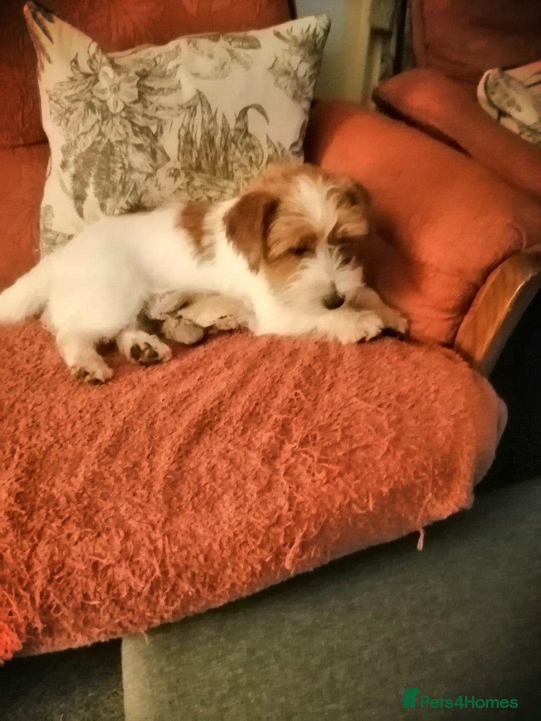 Jack Russell dogs for sale: Wire coat Jack Russell  - Advert 4