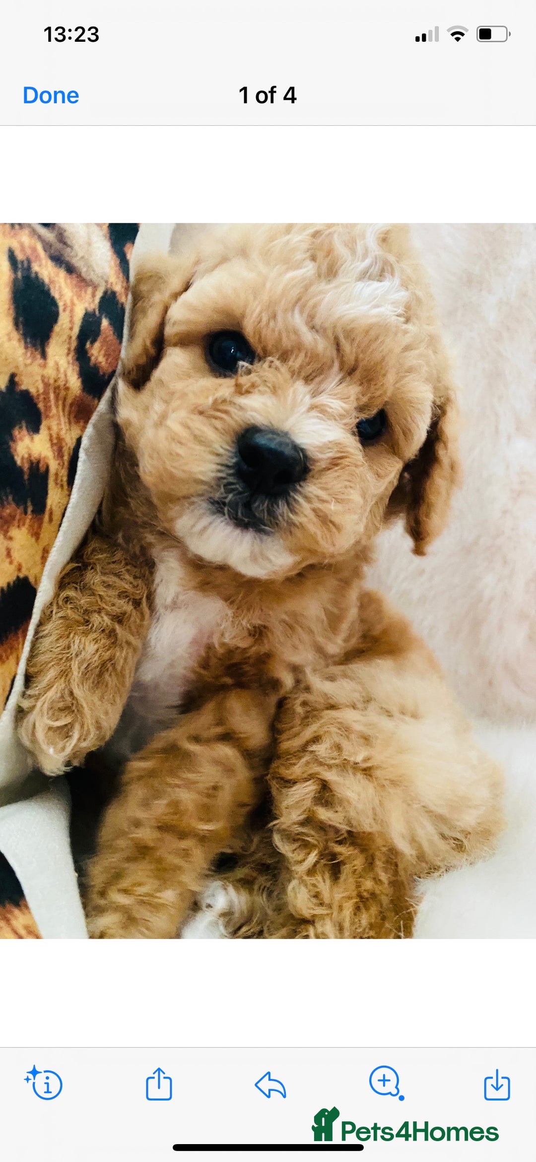 Toy Poodle dogs for stud: EXTENSIVELY HEALTH TESTED TOY POODLE STUD TYSON🌹 in Sheerness - Advert 4