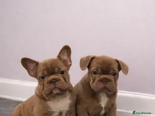 French Bulldog dogs Ready now - Beautiful Micro frenchie litter - Advert 4
