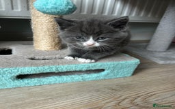 British Shorthair cats for sale: Chunky Kittens half BSH  - Image 4