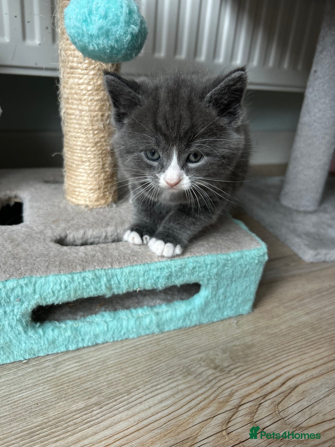 British Shorthair cats for sale: Chunky Kittens half BSH  - Image 4