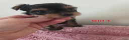 Yorkshire Terrier dogs for sale: STUNNING YORKSHIRE TERRIER PUPPIES FOR RESERVATION in Birmingham - Advert 8