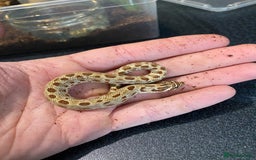 Snake reptiles for sale: Hognose Breeding Pair and Babies - Image 15