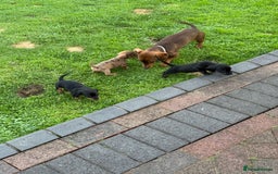 Miniature Dachshund dogs for sale: Miniature dachshund puppies  - Image 3