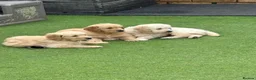 Golden Retriever dogs for sale: Superb Golden Retriever Pup, Kc registered  - Advert 6