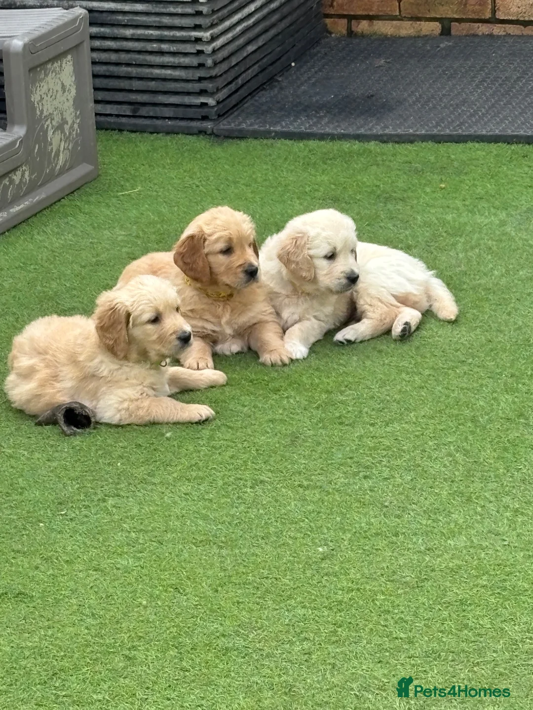 Golden Retriever dogs for sale: Superb Golden Retriever Pup, Kc registered  - Advert 6