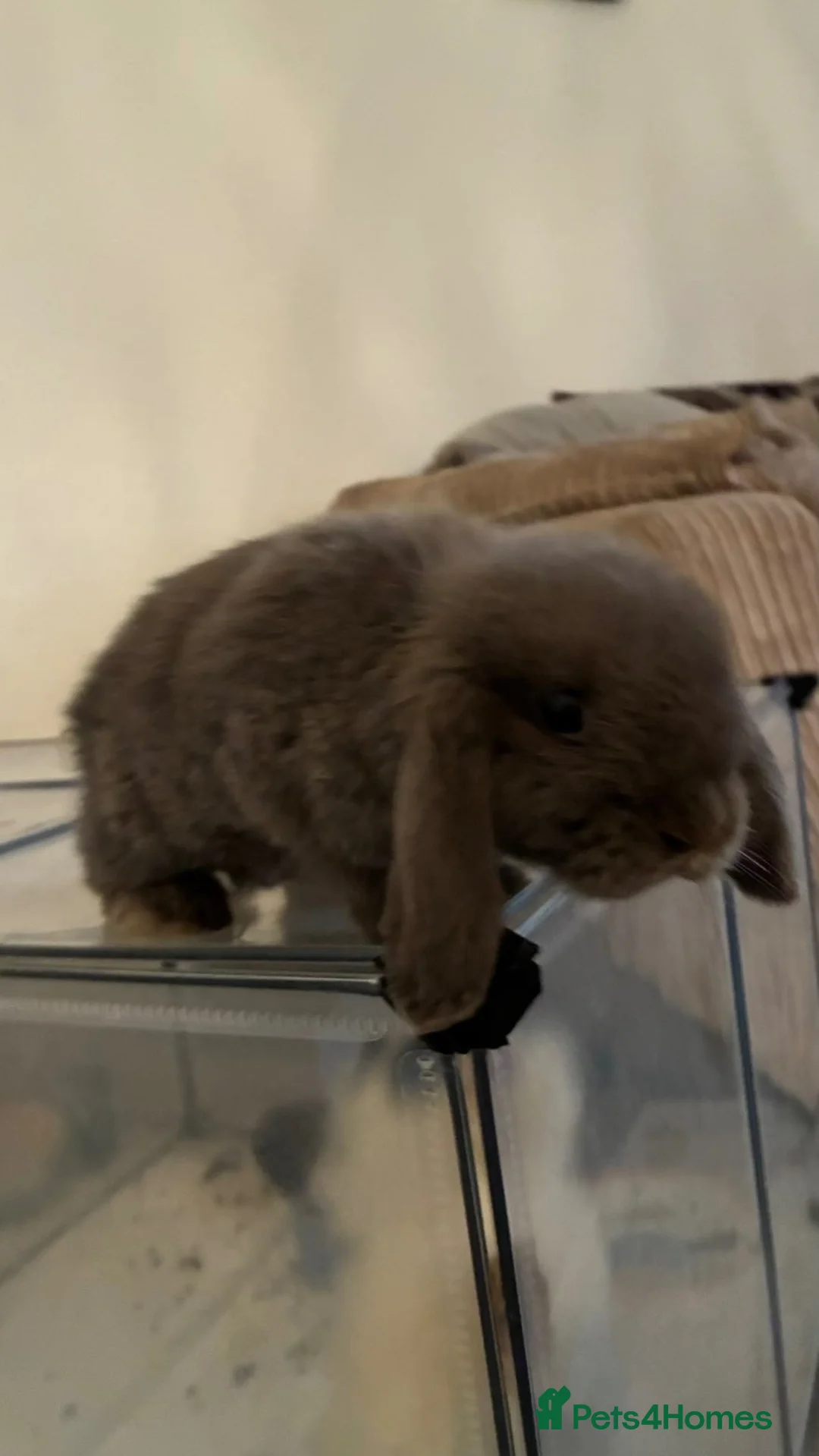 Dwarf Lop rabbits for sale: Dwarf lop bunny male in Stoke-on-Trent - Advert 2