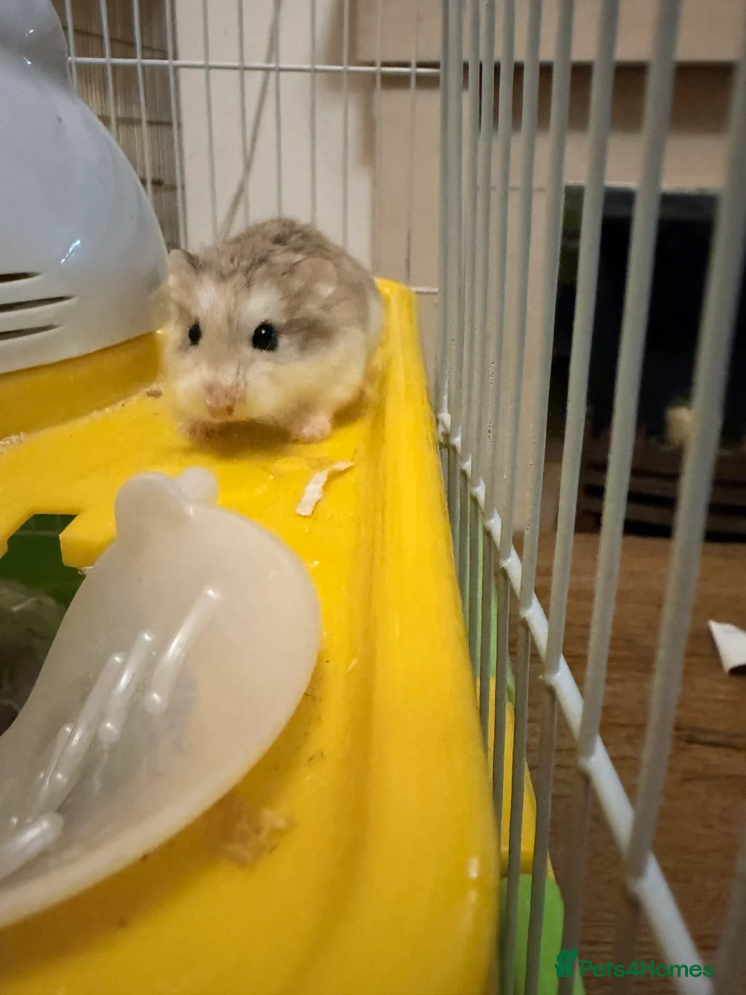 Hamster rodents for sale: Female Siberian hamster  - Advert 1