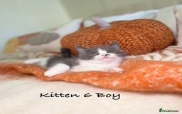 Mixed Breed cats for sale: Beautiful kittens 8 weeks old ready now  - Image 21