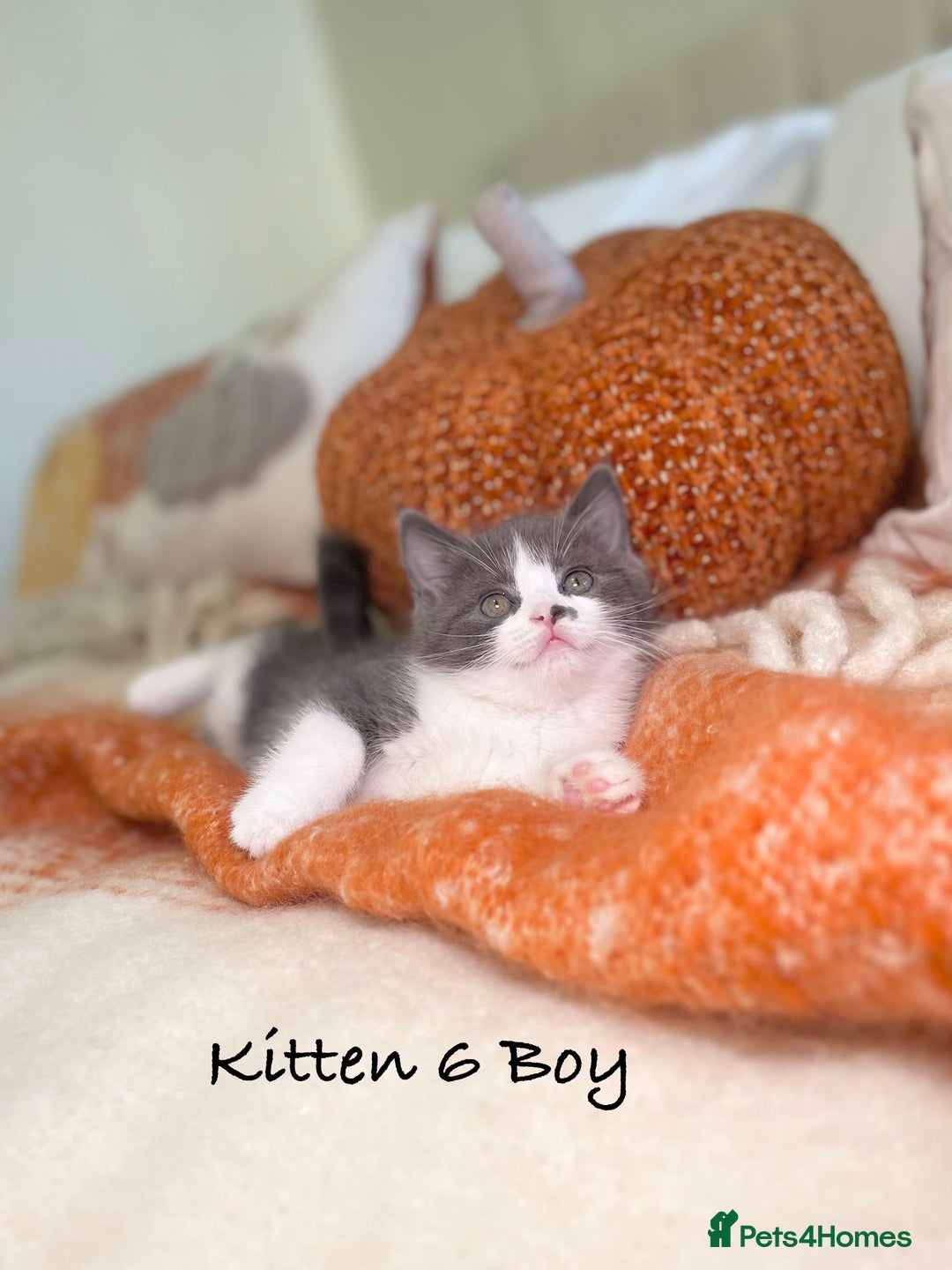 Mixed Breed cats for sale: Beautiful kittens 8 weeks old ready now  - Image 21