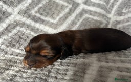 Miniature Dachshund dogs for sale: Beautiful Miniature Dachshunds  - Image 3