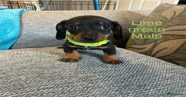 Dachshund dogs - Advert 8