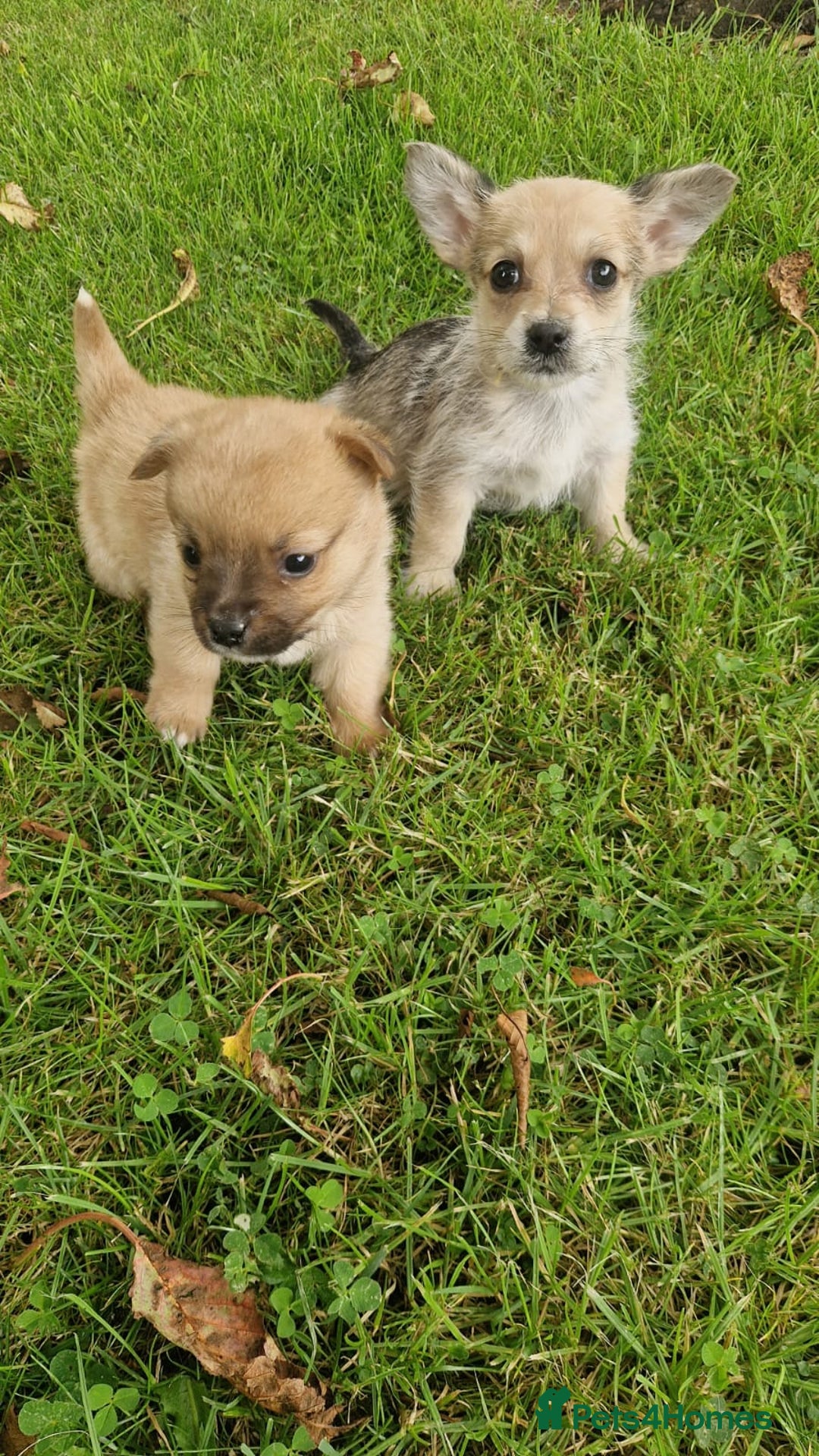 Chihuahua dogs for sale: Chihuahua puppies - Image 6